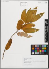 Foto von Salix triandra subsp. amygdalina (L.) Schübl. & G. Martens